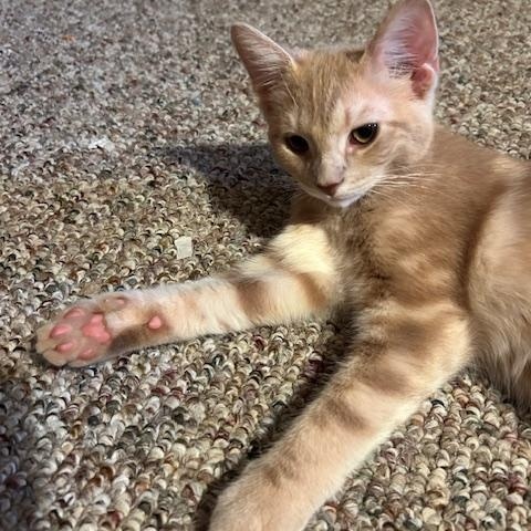 Nutmeg, an adopted Domestic Short Hair in Chambersburg, PA image 3/4