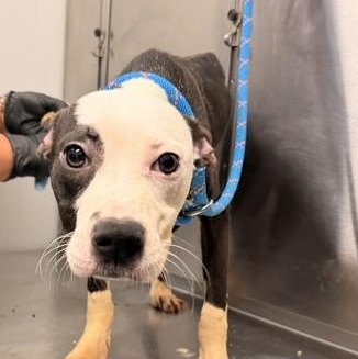 Janie, Adopted, Adult Female Mixed Breed.