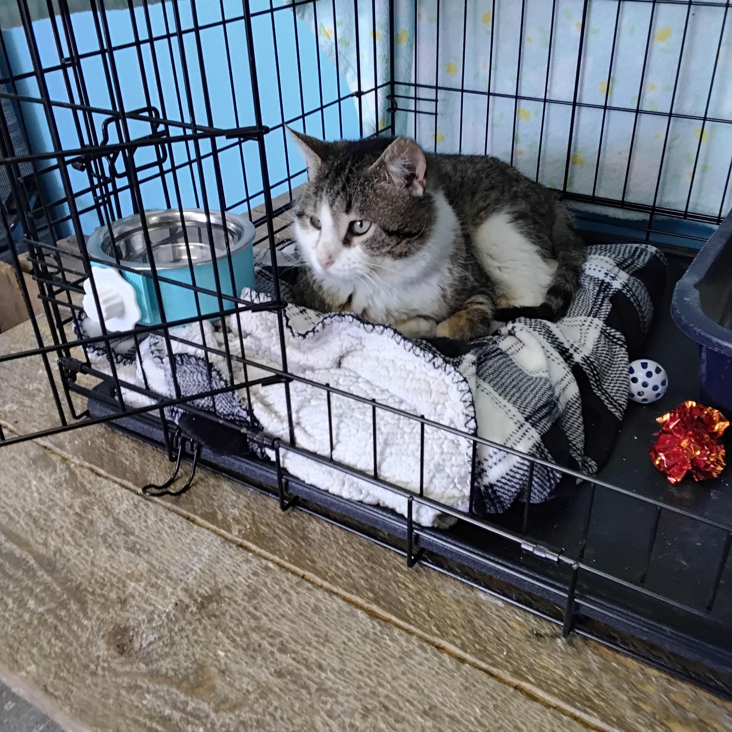 Enlarge Picket, a Adoptable Domestic Short Hair in Hartville, OH image 3/3