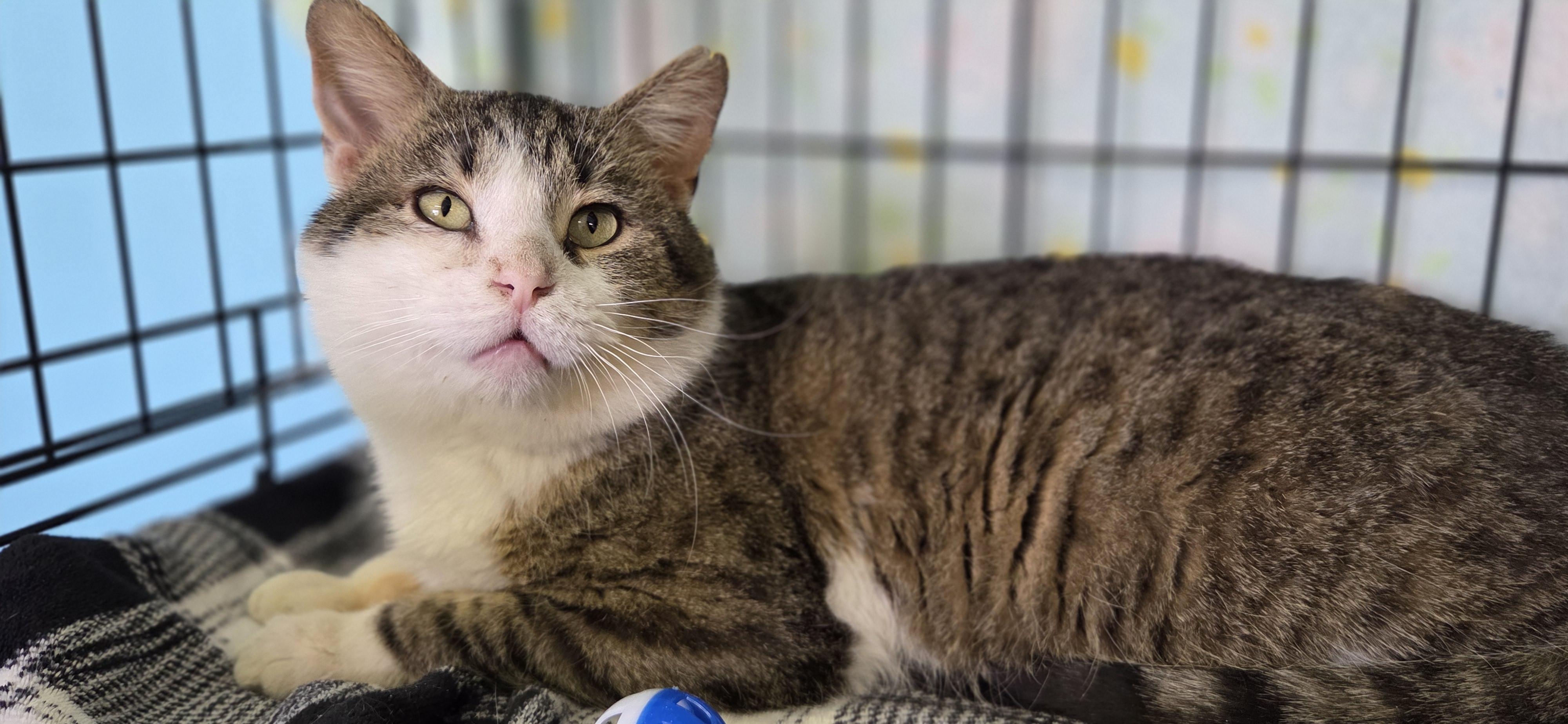 Enlarge Picket, a Adoptable Domestic Short Hair in Hartville, OH image 1/3