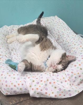 Picket, Adoptable, Young Male Domestic Short Hair.