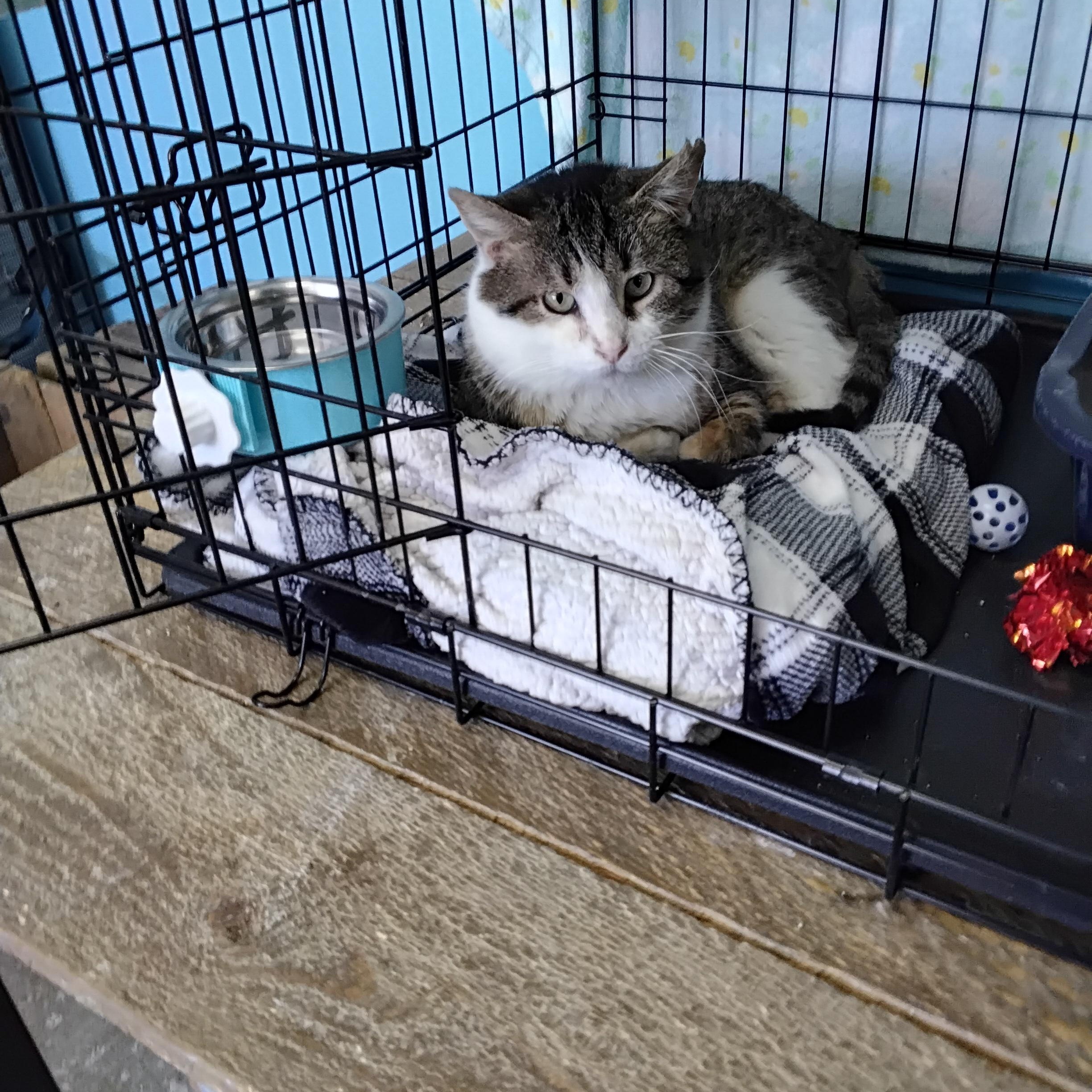 Enlarge Picket, a Adoptable Domestic Short Hair in Hartville, OH image 2/3