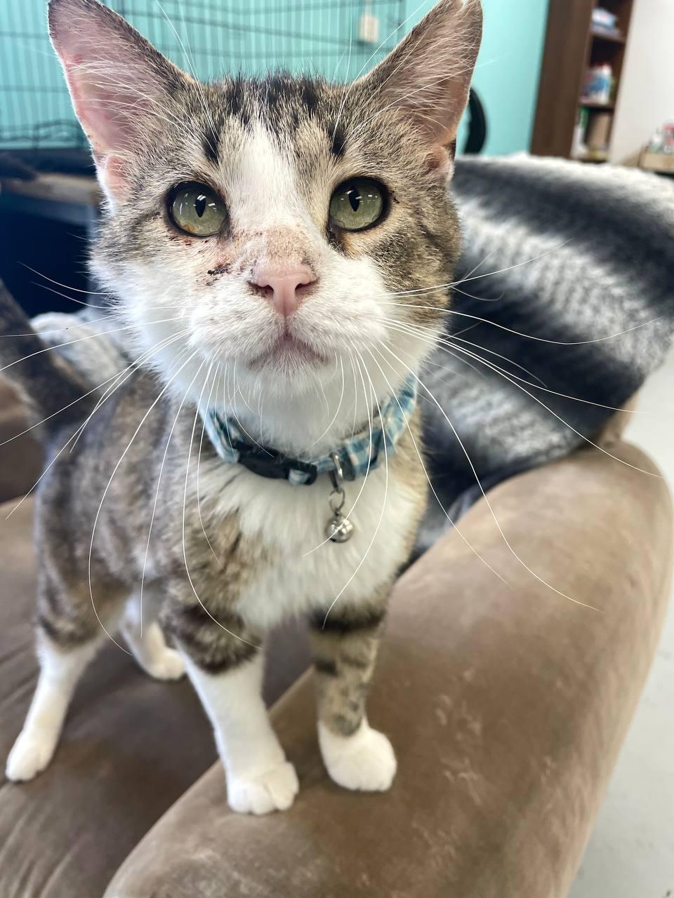 Enlarge Picket, a Adoptable Domestic Short Hair in Louisville, OH image 1/3