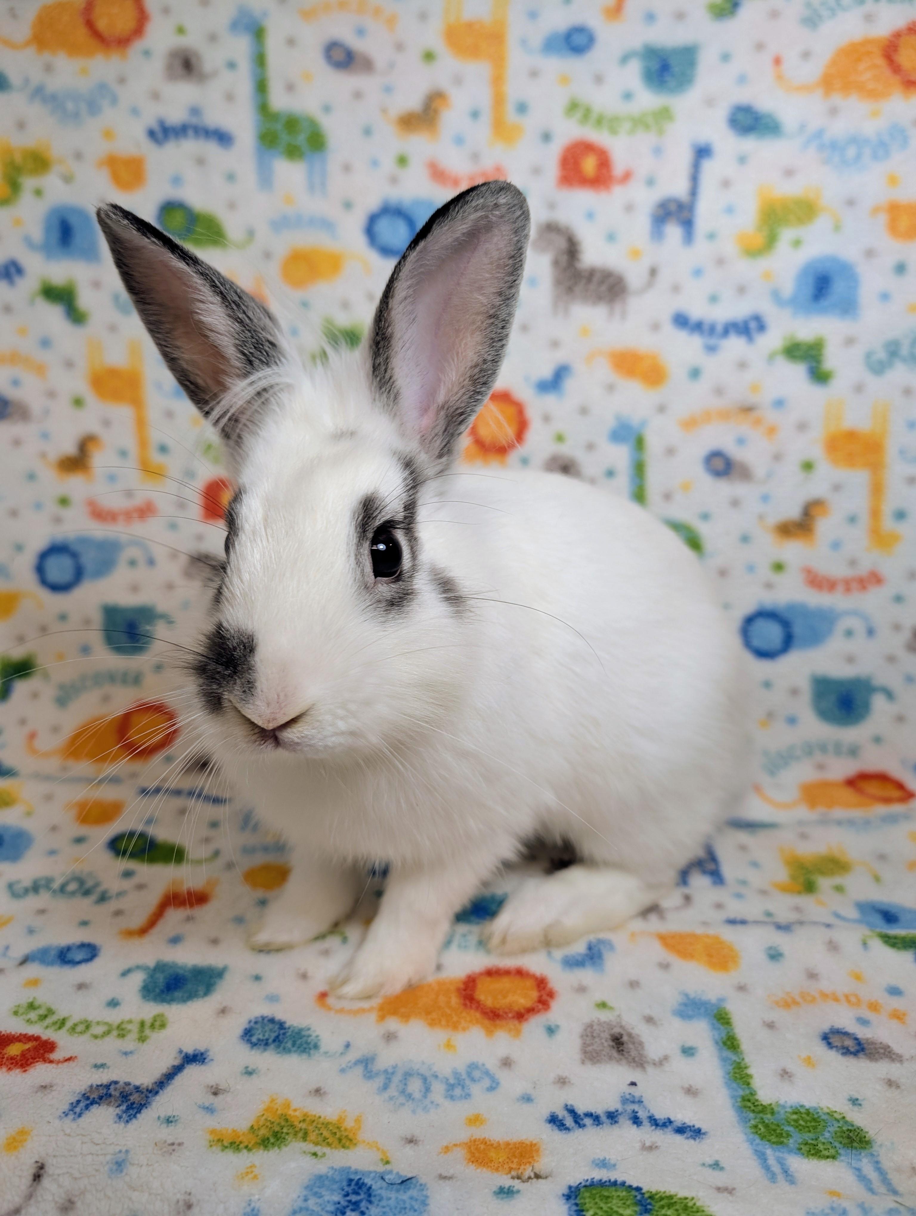 Enlarge Binkleby , an adopted mixed breed in Lake Elsinore, CA image 4/6