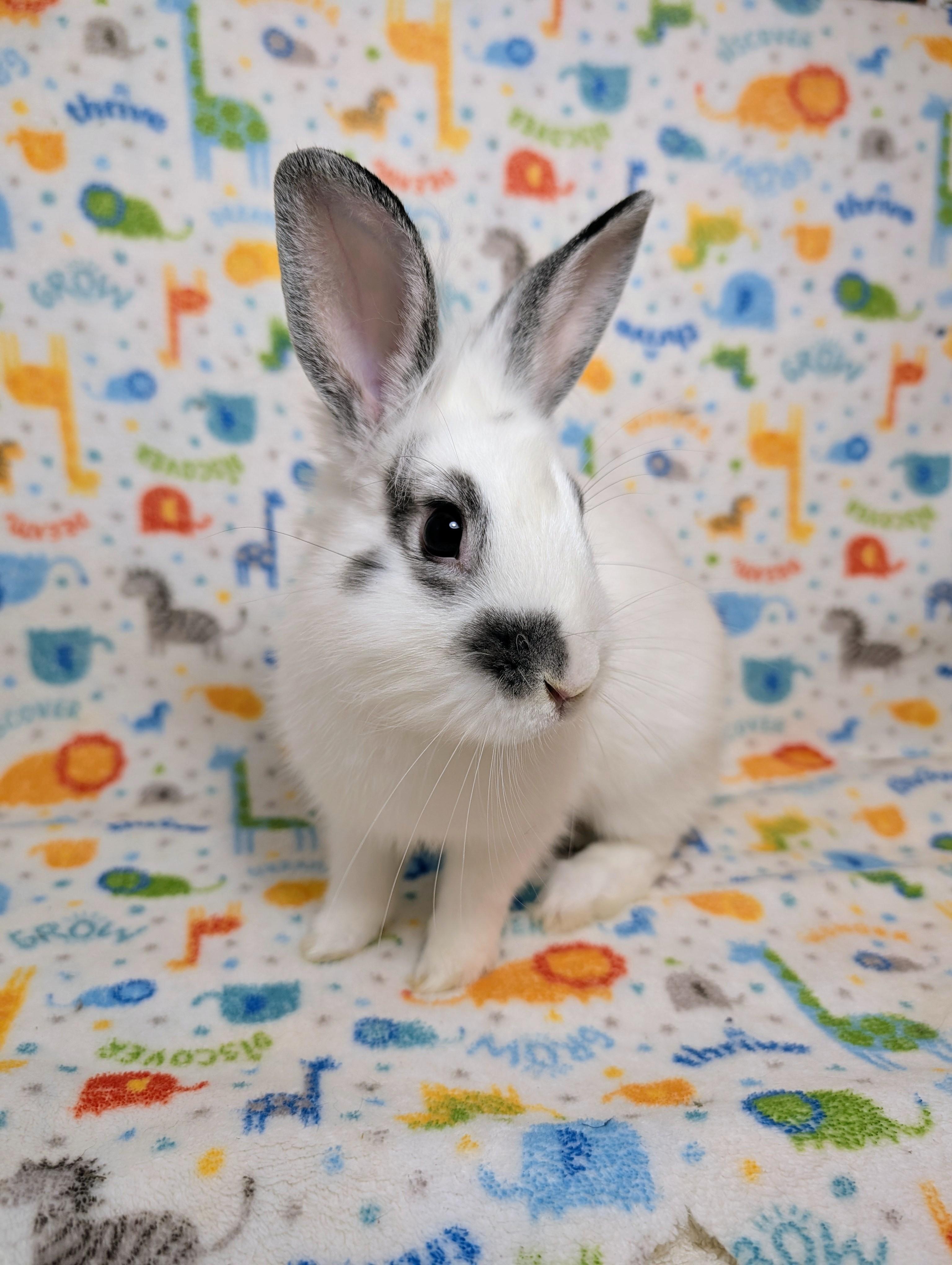 Enlarge Binkleby , an adopted mixed breed in Lake Elsinore, CA image 2/6