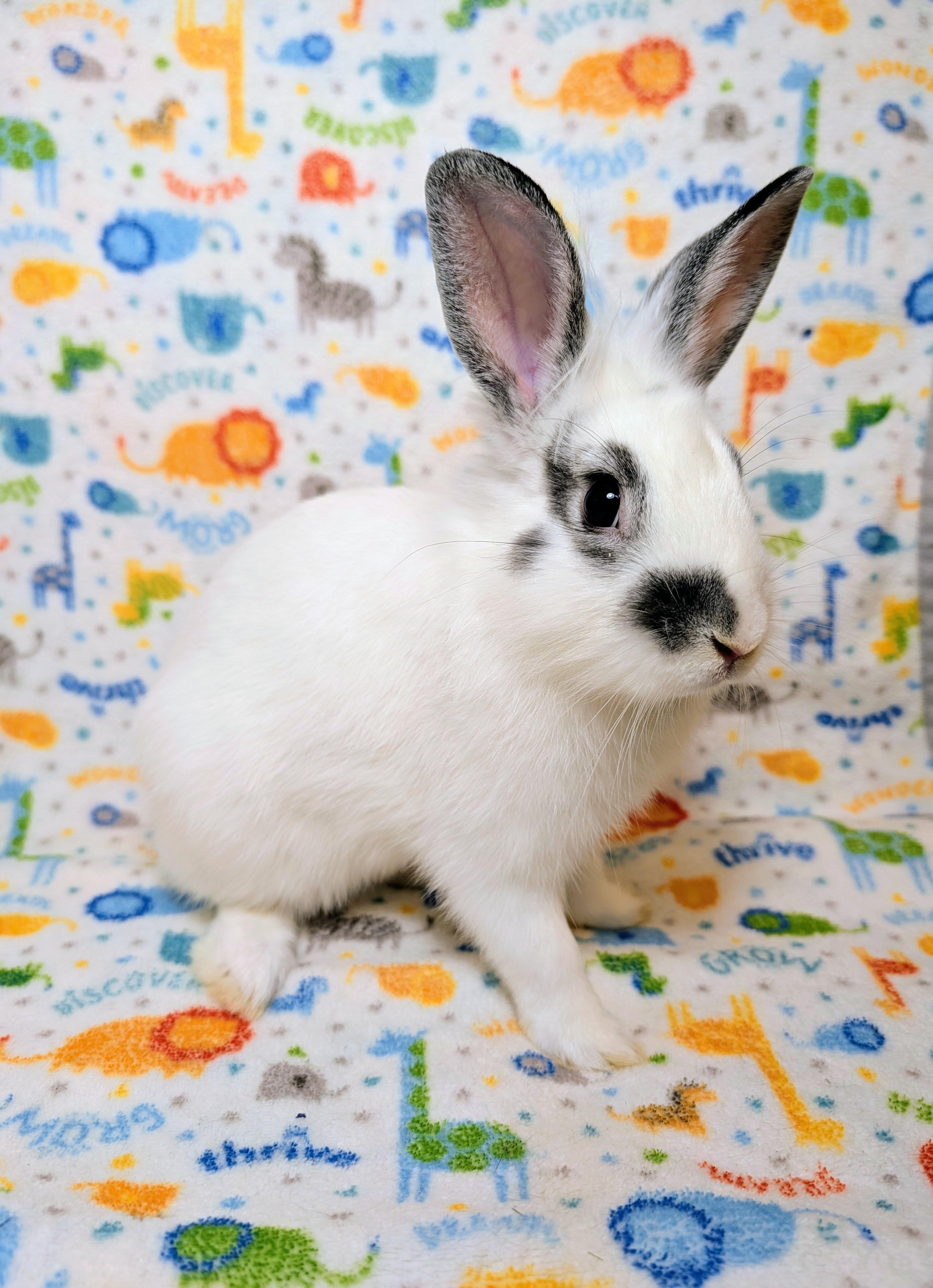 Enlarge Binkleby , an adopted mixed breed in Lake Elsinore, CA image 1/6