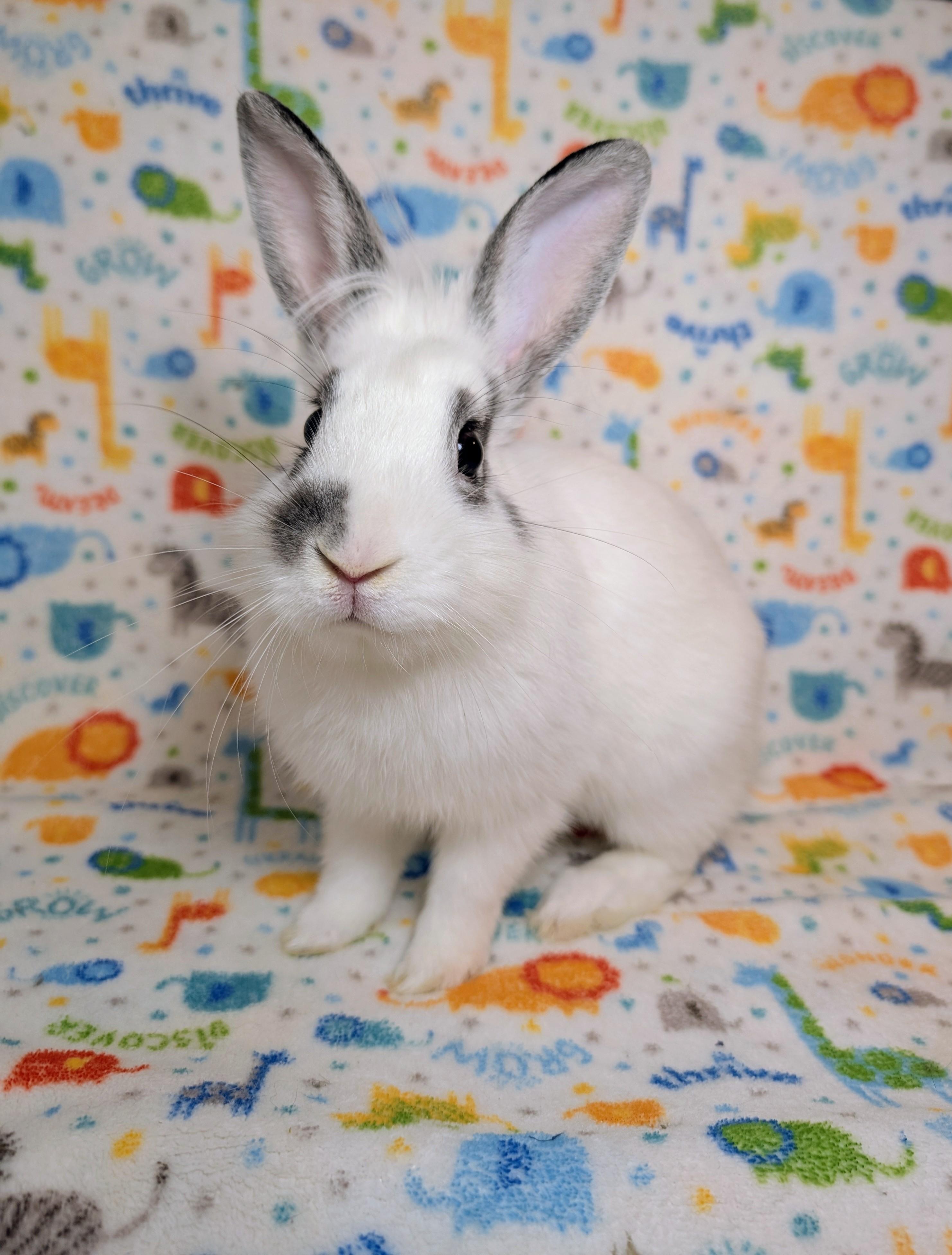 Enlarge Binkleby , an adopted mixed breed in Lake Elsinore, CA image 3/6