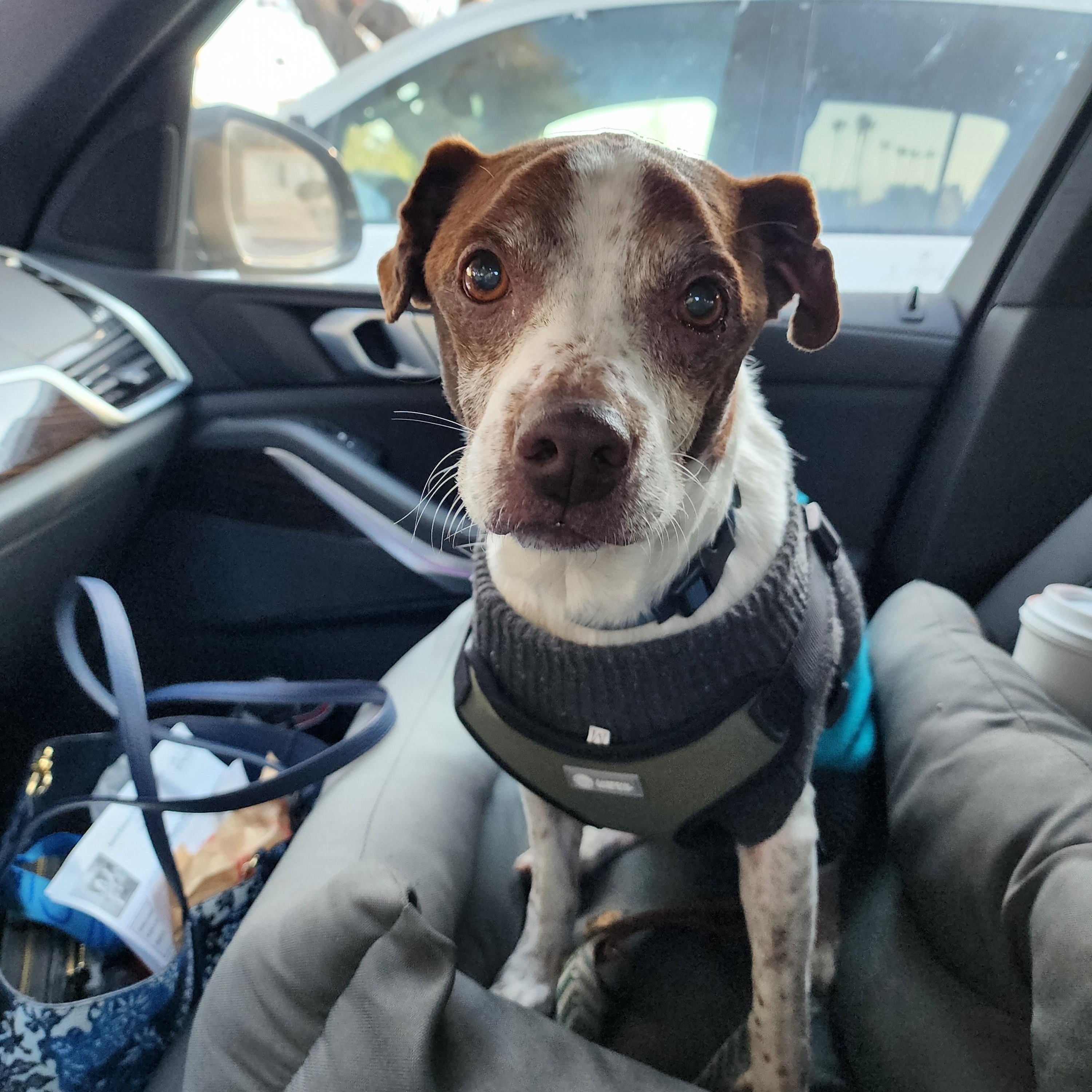 Enlarge Rusty, a Adopted mixed breed in Long Beach, CA image 1/2