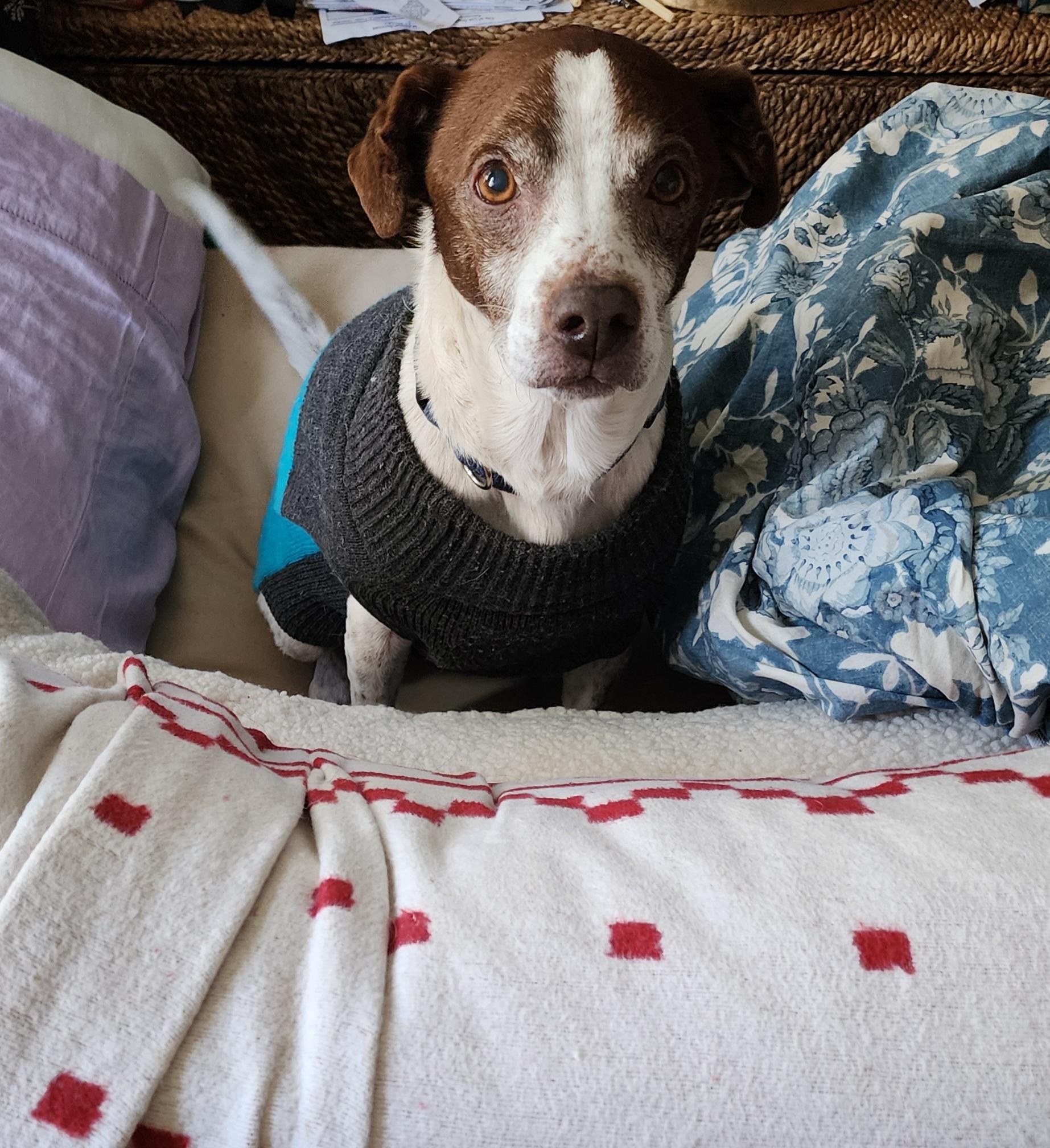 Enlarge Rusty, a Adopted mixed breed in Long Beach, CA image 2/2