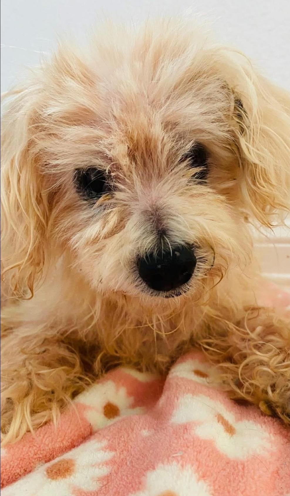 Skylar , a Adoptable mixed breed in Albany, NY image 1/5