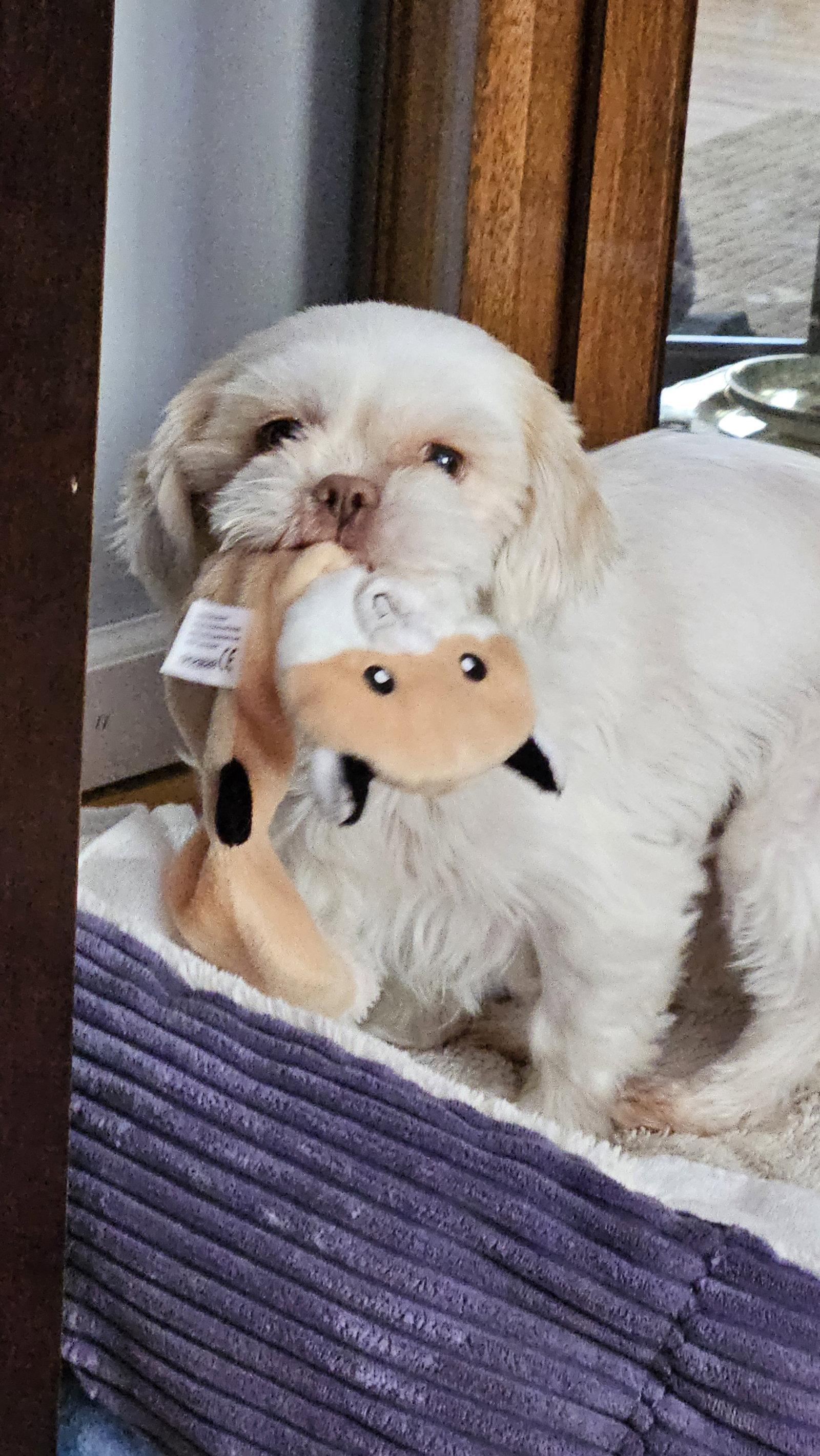 Sara, Adoptable, Adult Female Shih Tzu.