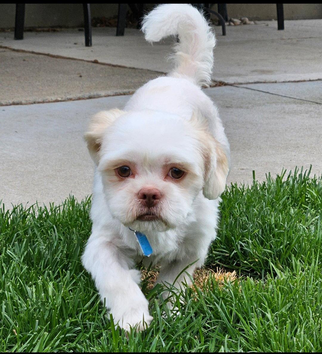 Sara, a Adoptable Shih Tzu in London, ON image 2/3