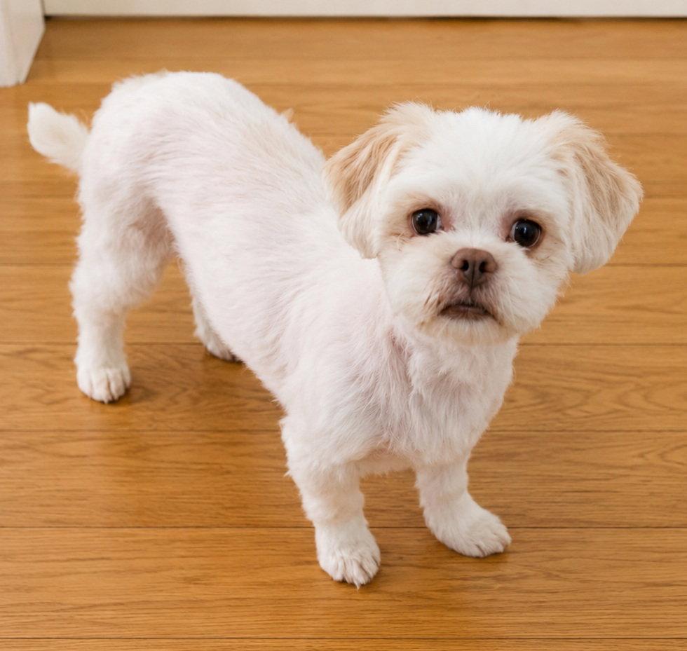 Sara, a Adoptable Shih Tzu in London, ON image 3/3