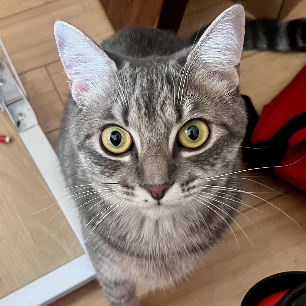 Dash, Adoptable, Young Male Domestic Short Hair & Domestic Short Hair.