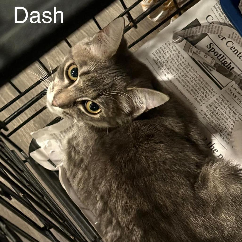 Enlarge Dash, a Adoptable mixed breed in Washington, DC image 1/1