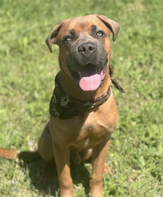 BOGART, Adoptable, Young Male Cane Corso.