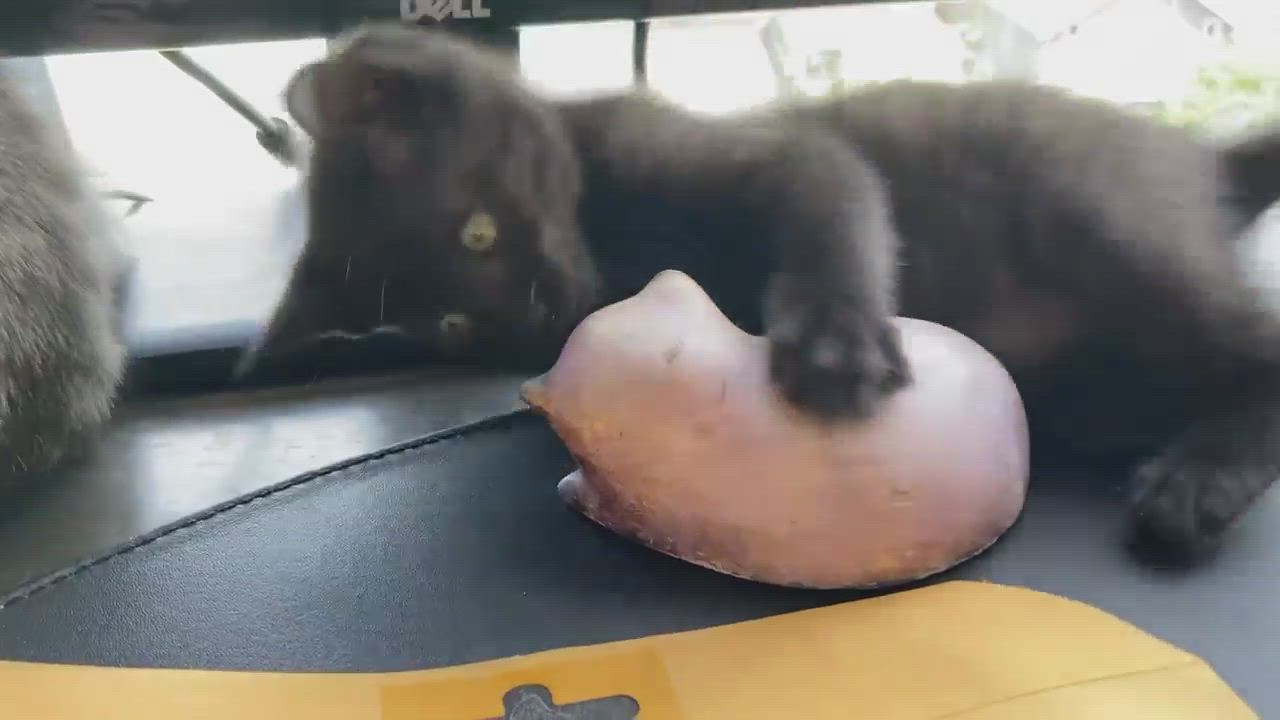 Enlarge Croissant, a Adopted American Shorthair in Tacoma, WA video 5/9