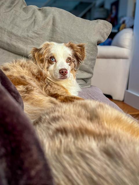 Ted, a ADOPTABLE Australian Shepherd in Denver, CO image 1/4