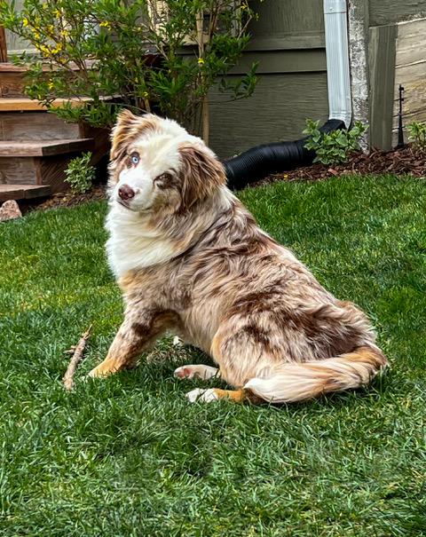 Ted, a ADOPTABLE Australian Shepherd in Denver, CO image 2/4