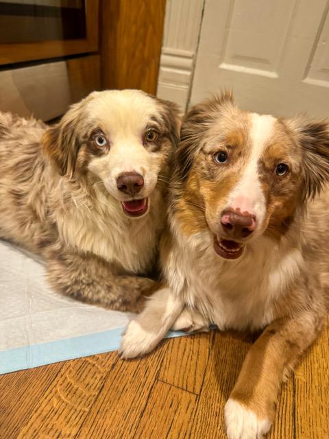 Ted, a ADOPTABLE Australian Shepherd in Denver, CO image 3/4