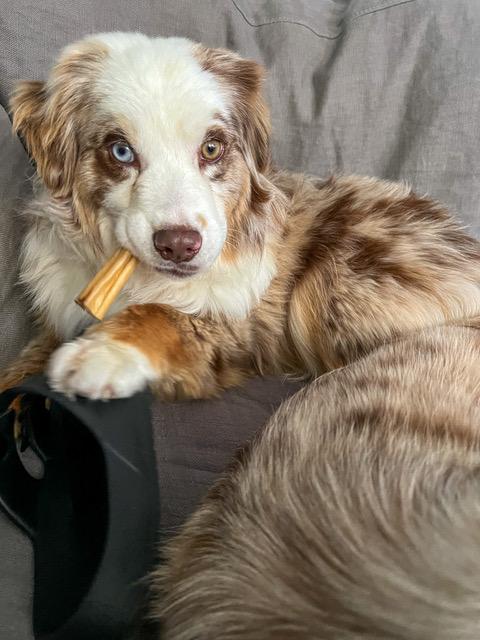 Ted, a ADOPTABLE Australian Shepherd in Denver, CO image 4/4
