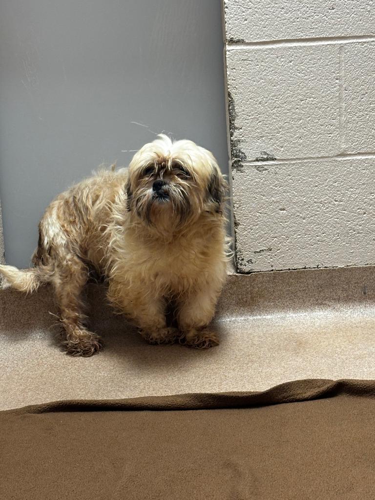 Enlarge Berlin, a Adoptable Poodle in Lima, OH image 1/1