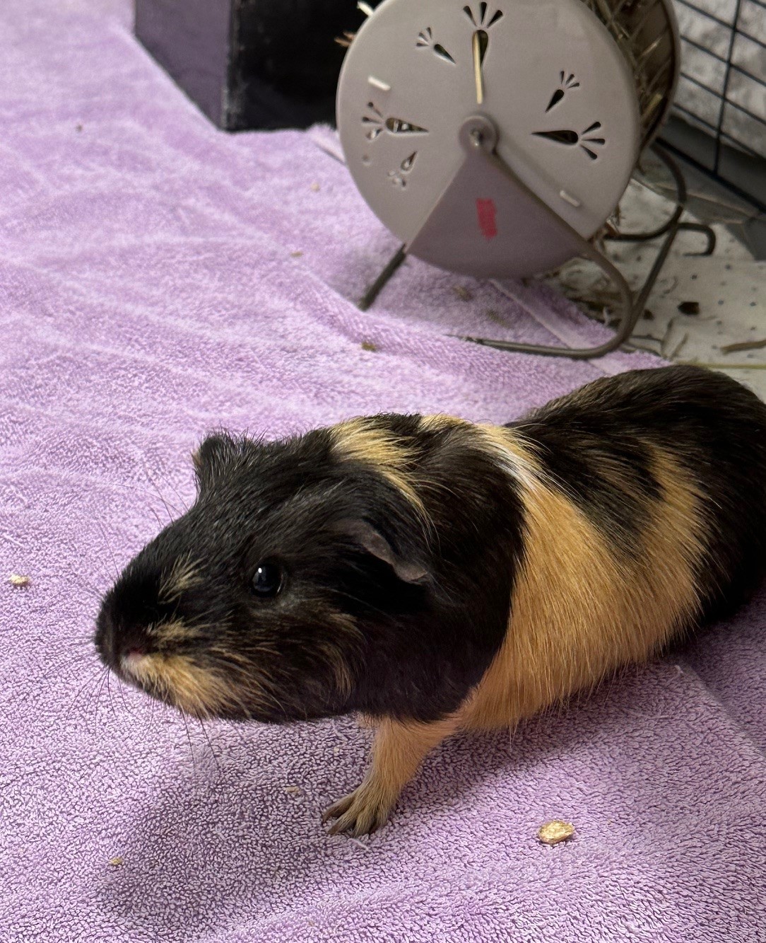 Bambi (in foster)