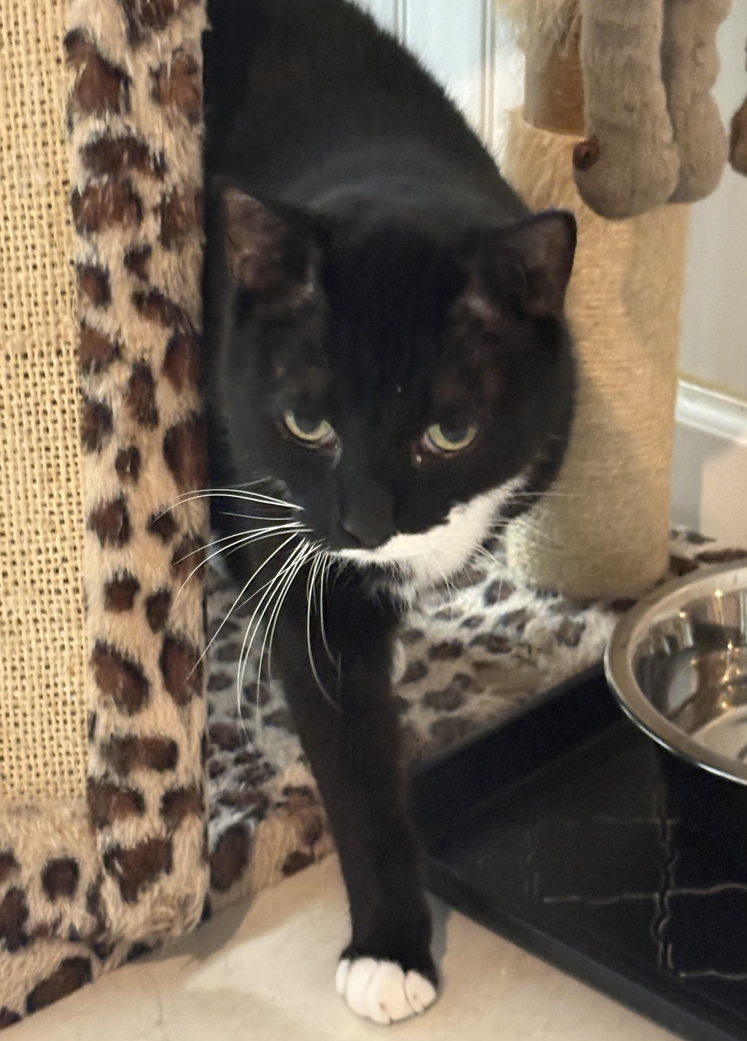Enlarge Oreo, an adoptable Domestic Short Hair in Colonia, NJ image 4/4