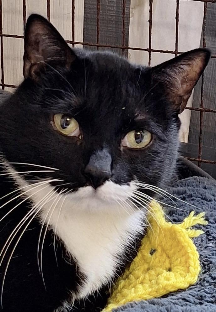 Enlarge Oreo, an adoptable Domestic Short Hair in Colonia, NJ image 3/4