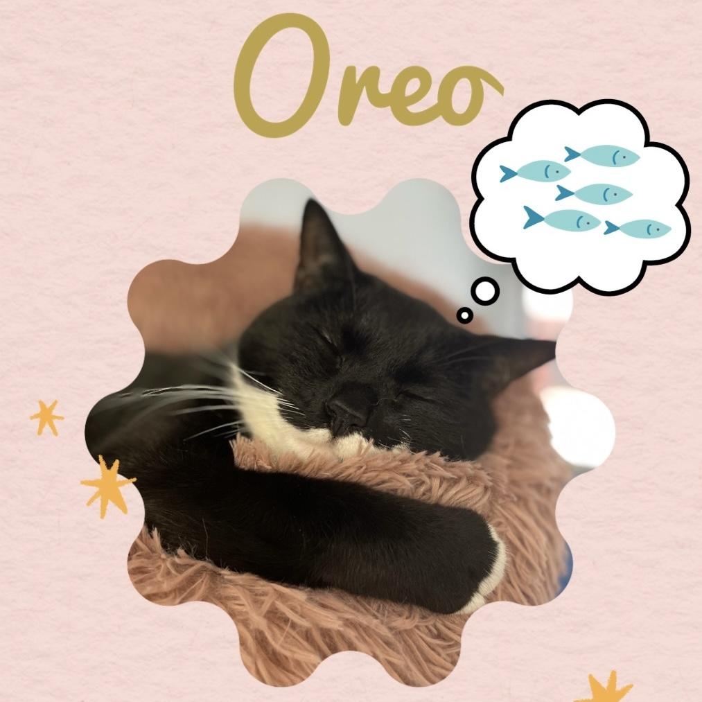 Oreo, adoptable, Adult Male Domestic Short Hair.
