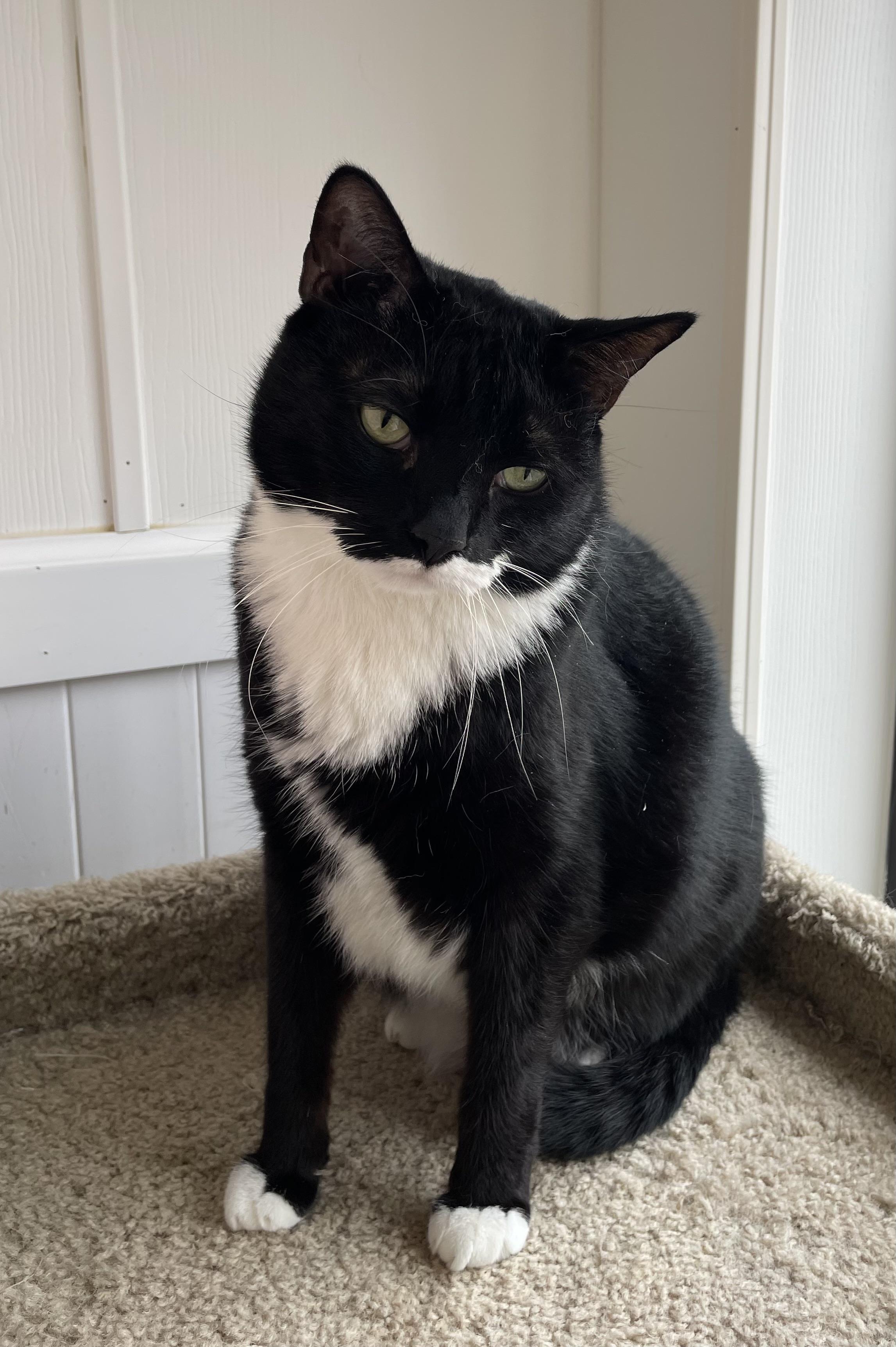 Enlarge Oreo, an adoptable Domestic Short Hair in Colonia, NJ image 2/4