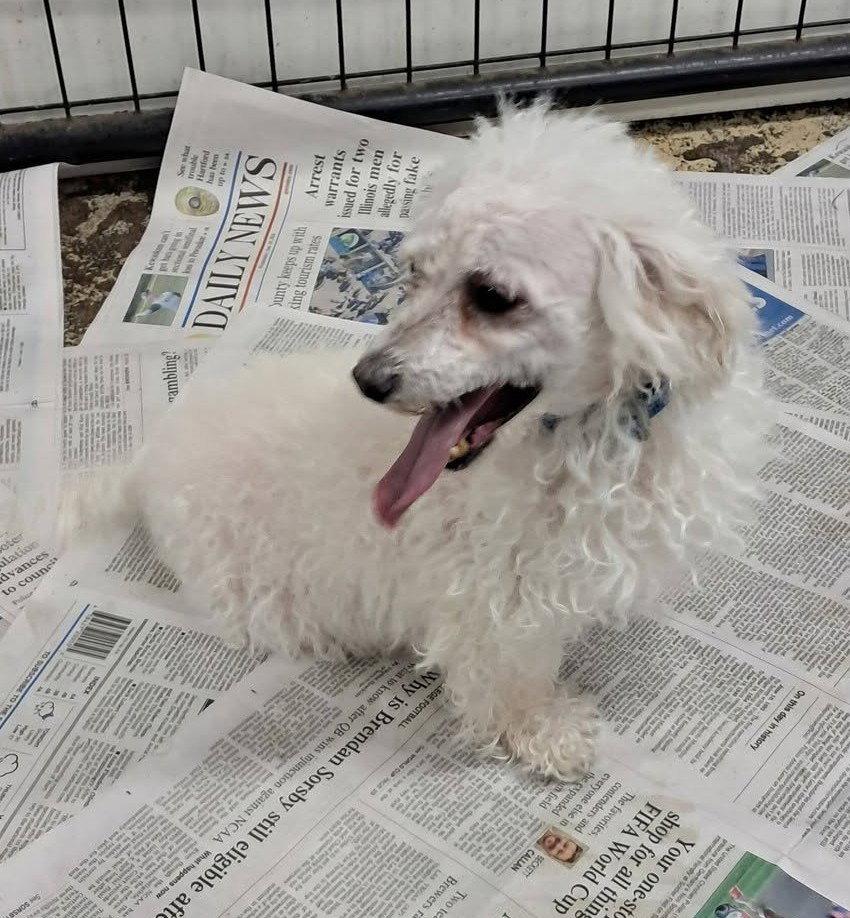 Enlarge Coconut, a Adoptable mixed breed in Mukwonago, WI image 1/1