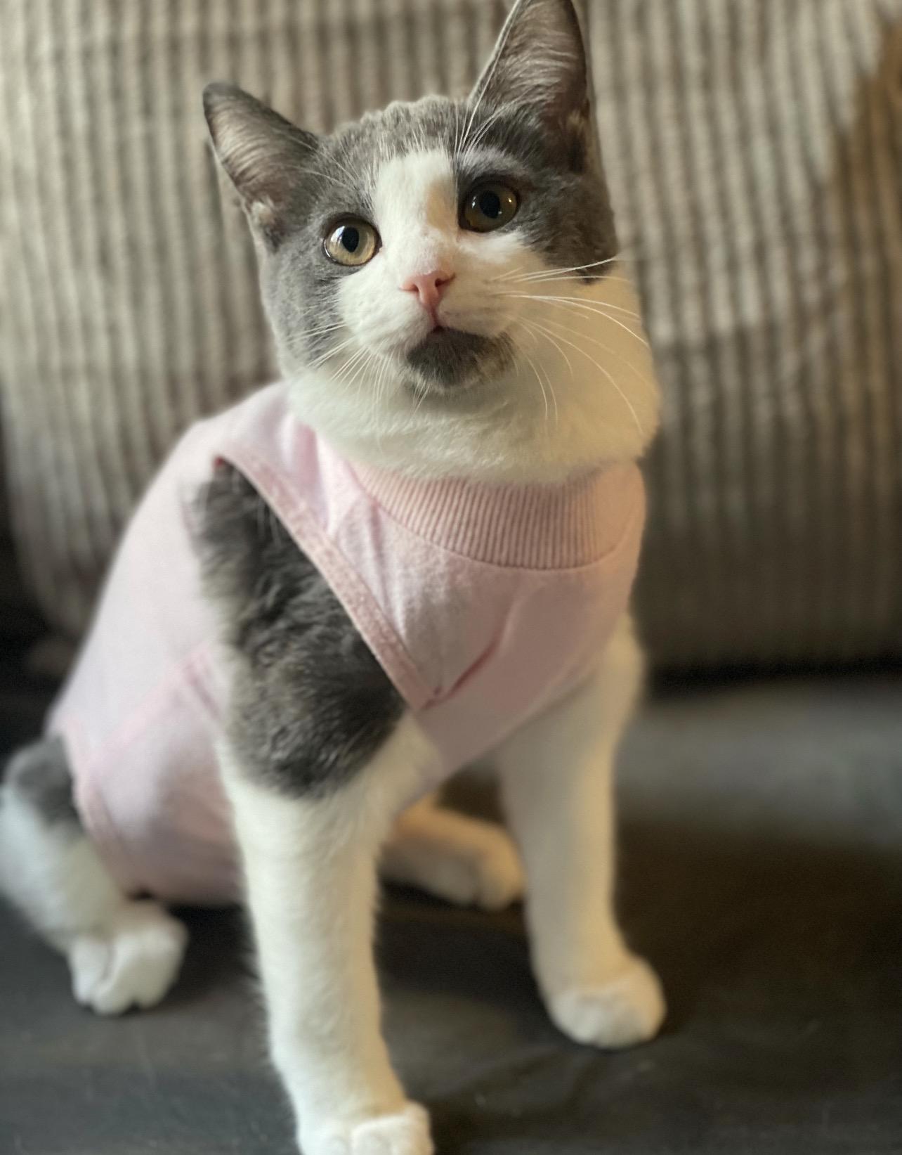 True, Adoptable, Young Female Domestic Short Hair.