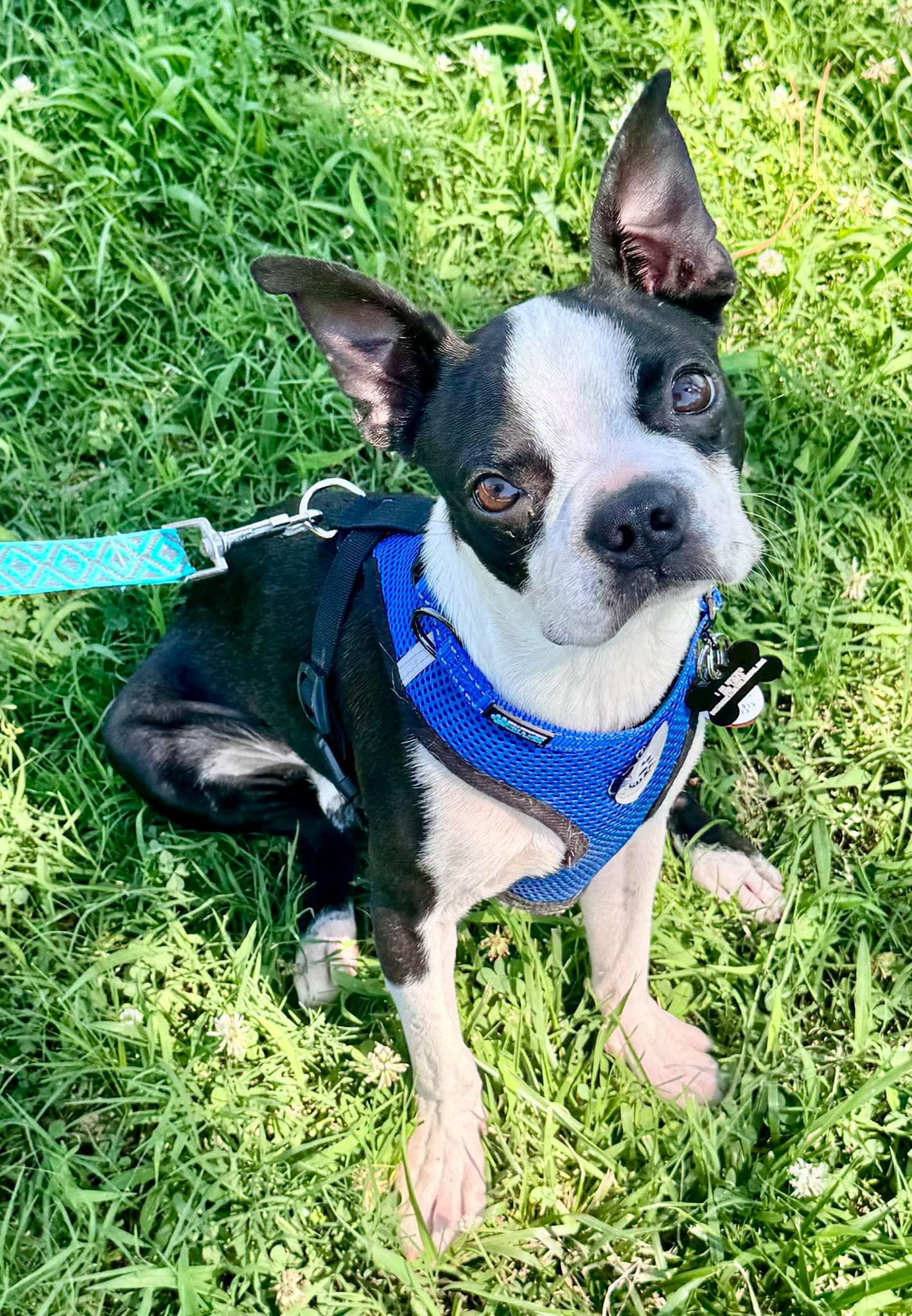Kip, Adoptable, Young Male Boston Terrier.