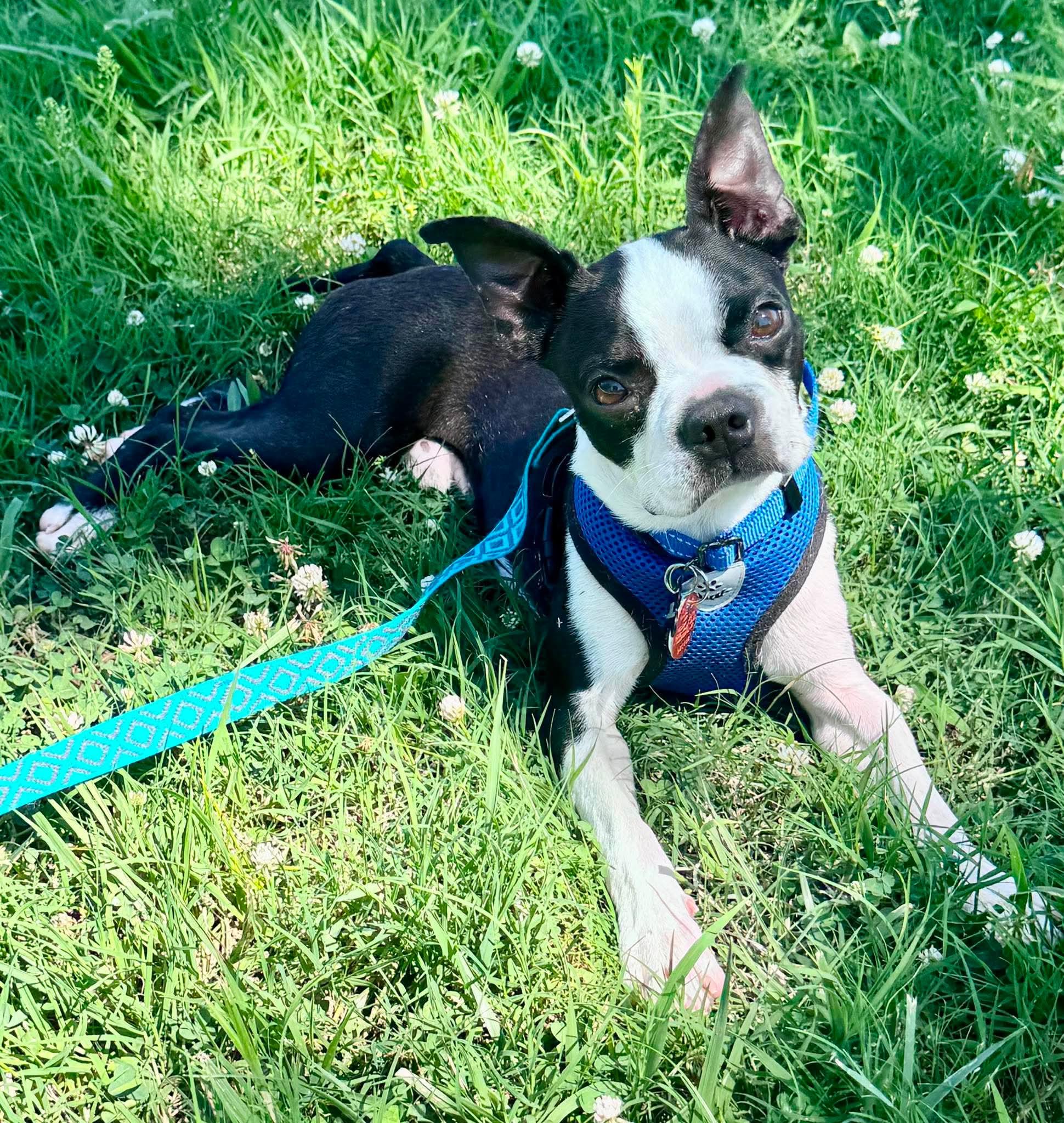 Enlarge Kip, a Adoptable Boston Terrier in Muskogee, OK image 2/2