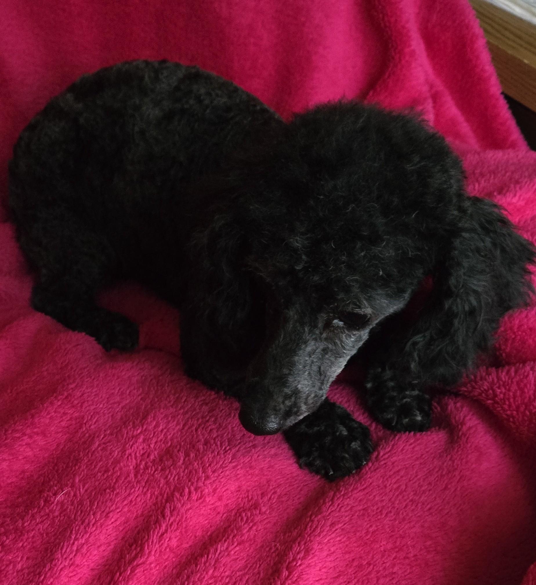 Ebony, ADOPTABLE, Adult Female Poodle (Toy).