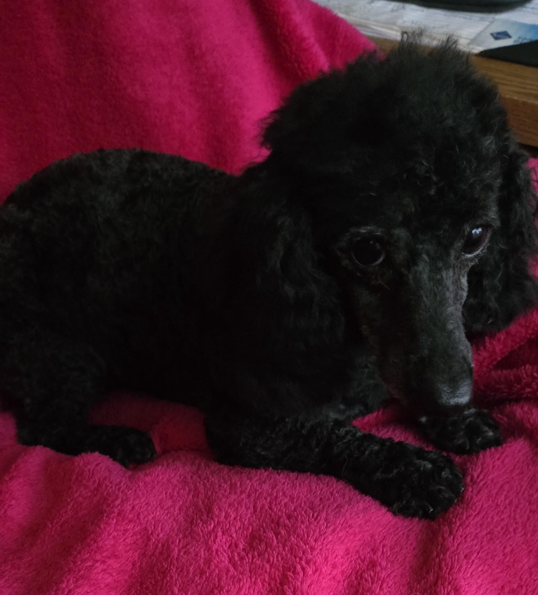Enlarge Ebony, a ADOPTABLE Poodle (Toy) in North Augusta, SC image 2/3