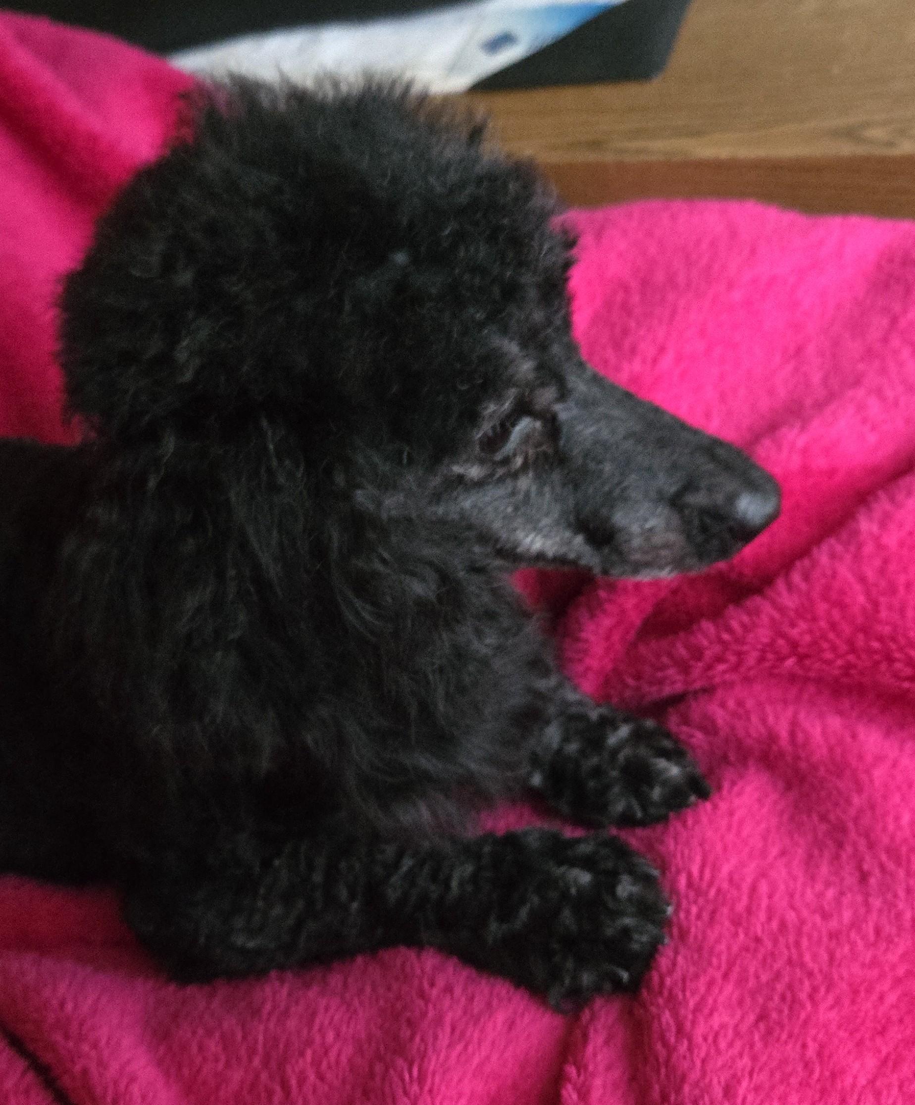 Enlarge Ebony, a ADOPTABLE Poodle (Toy) in North Augusta, SC image 3/3