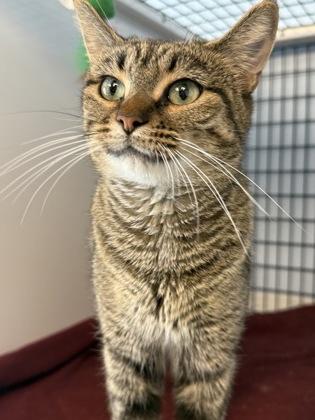Aphrodite, Adoptable, Adult Female Domestic Short Hair & Domestic Short Hair.