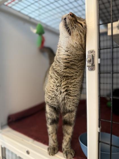 Enlarge Aphrodite, a Adoptable mixed breed in Mount Pleasant, IA image 2/3