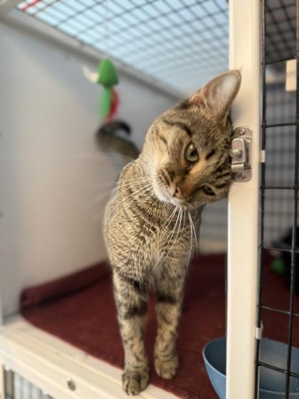 Enlarge Aphrodite, a Adoptable mixed breed in Mount Pleasant, IA image 1/3