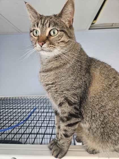 Enlarge Aphrodite, a Adoptable mixed breed in Mount Pleasant, IA image 2/3