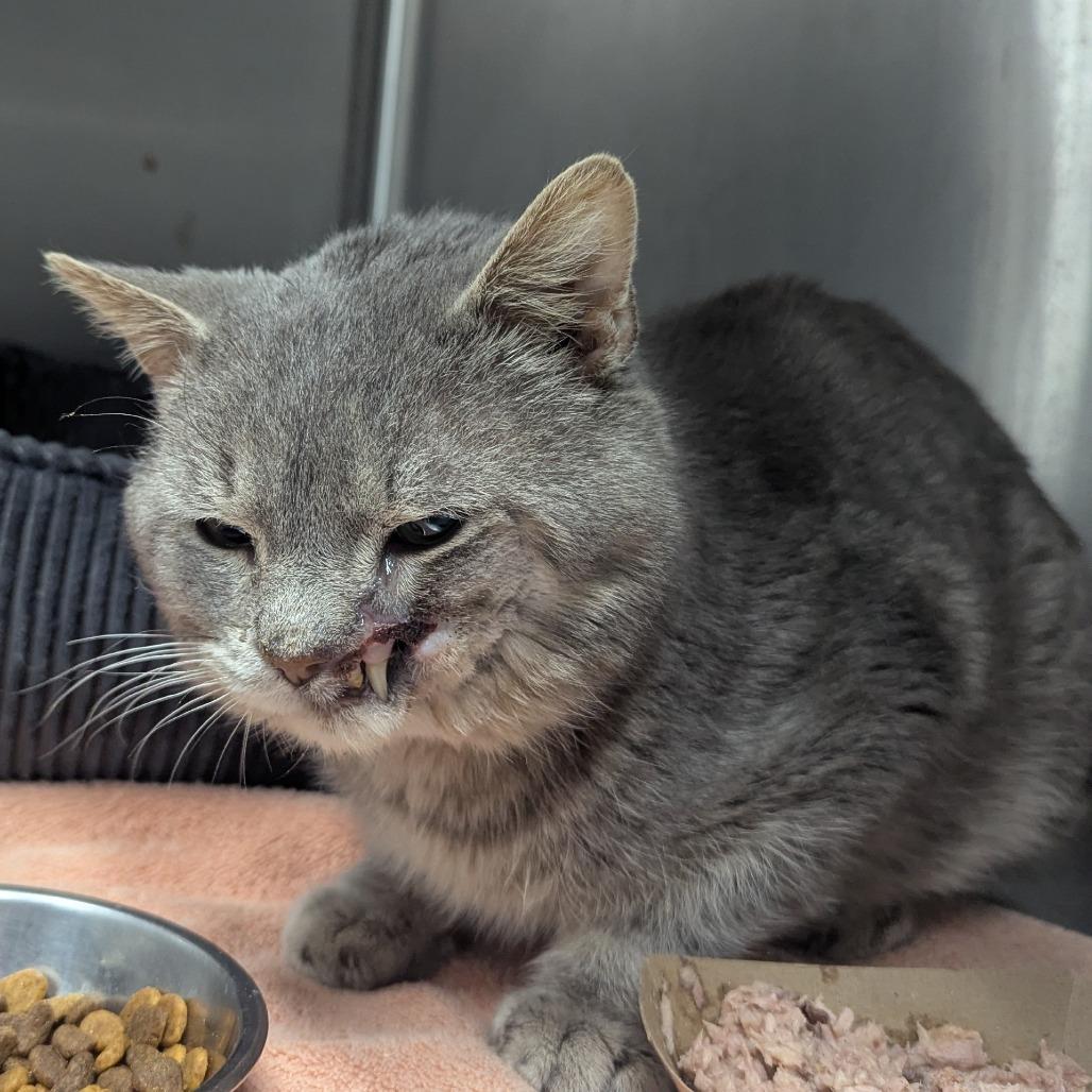 Harvey — thumbnail 2