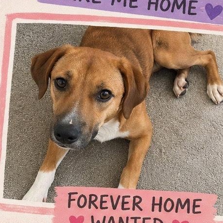 Enlarge Gabby, a Adoptable mixed breed in Lemont, IL image 5/5