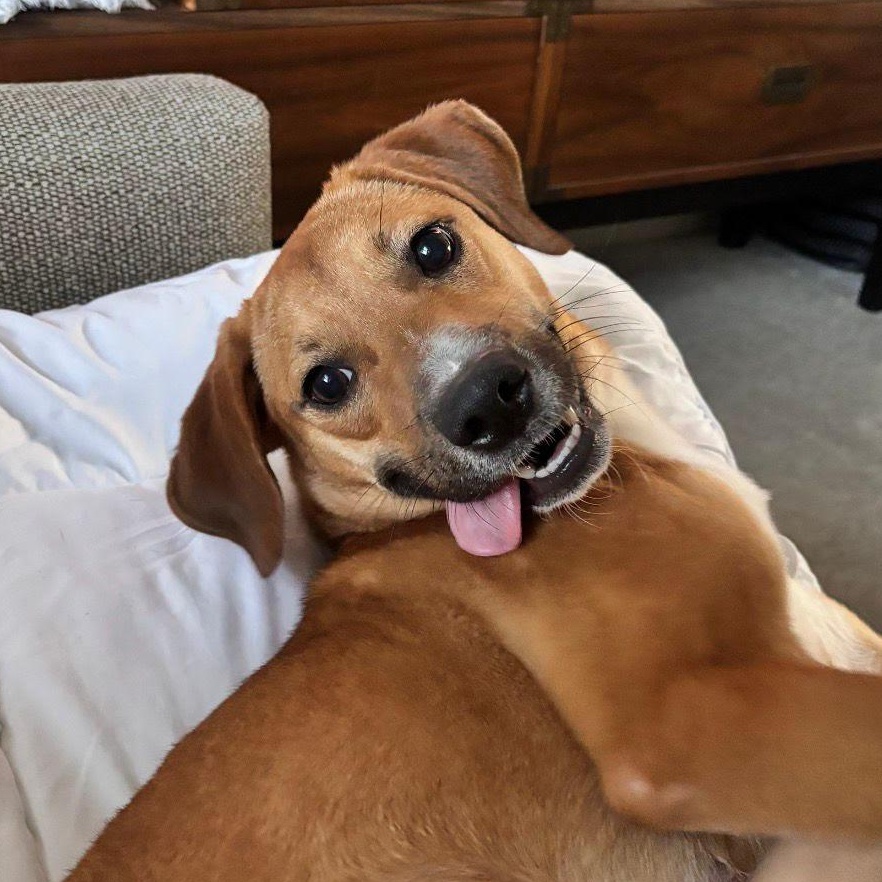 Gabby, Adoptable, Young Female Beagle.