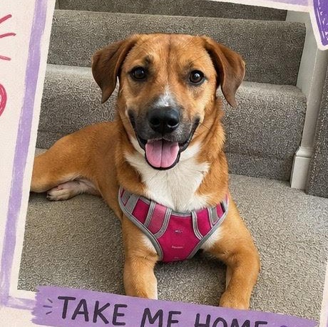 Enlarge Gabby, a Adoptable mixed breed in Lemont, IL image 2/5
