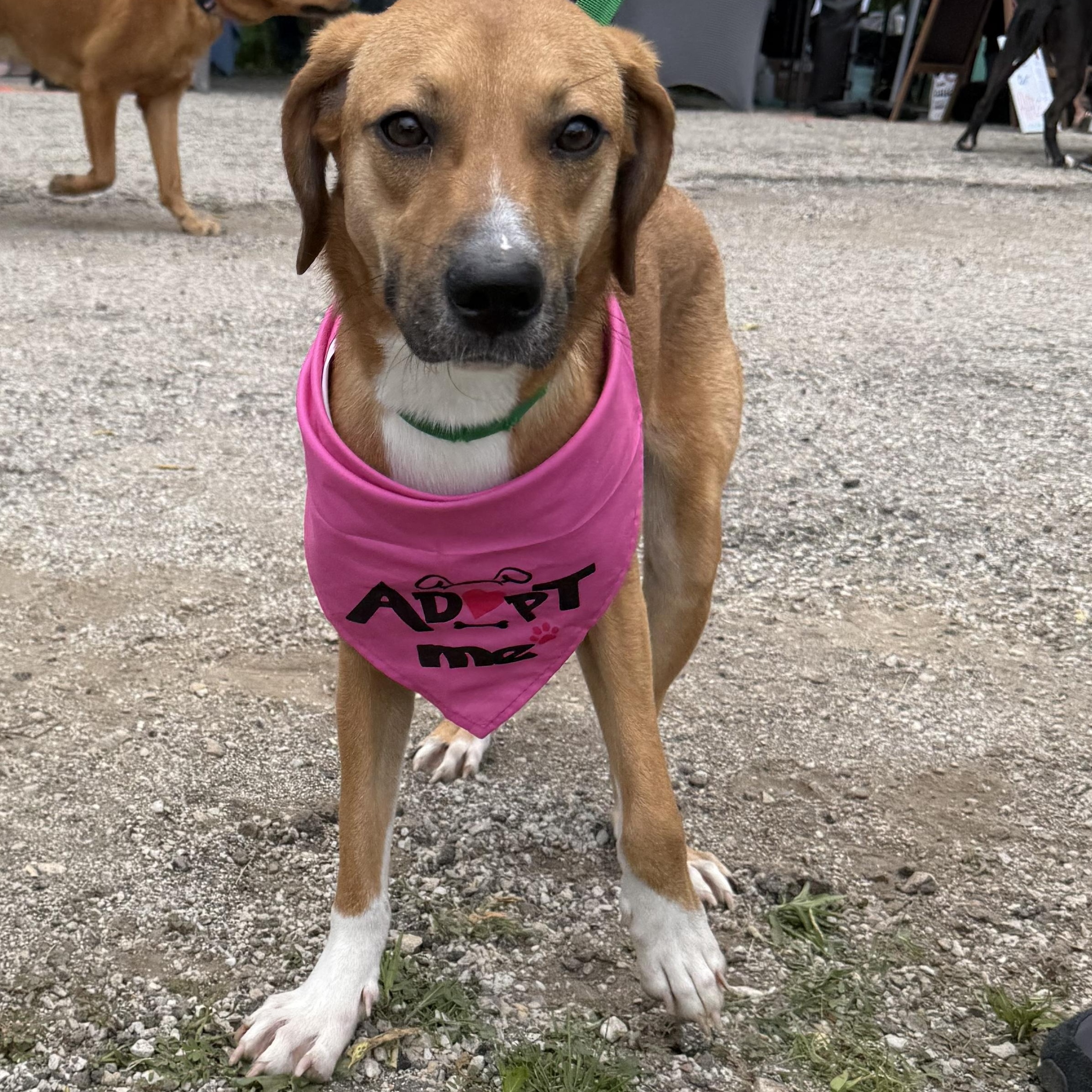 Enlarge Gabby, a Adoptable mixed breed in Lemont, IL image 4/5