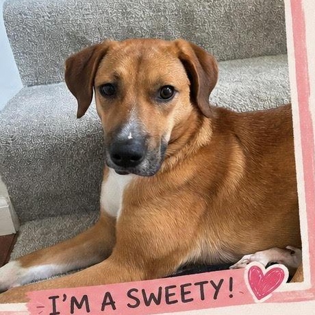 Enlarge Gabby, a Adoptable mixed breed in Lemont, IL image 3/5