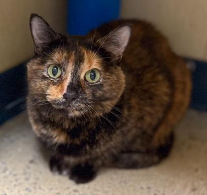 Enlarge Monkey, a Adoptable mixed breed in Baraboo, WI image 1/3