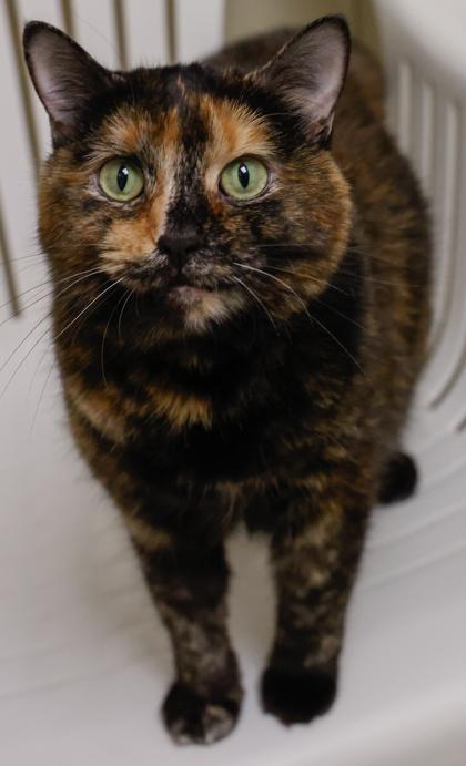 Enlarge Monkey, a Adoptable mixed breed in Baraboo, WI image 3/3